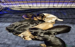 Cocker Spaniel dogs for sale: Working type Cockerspaniel pups kc registered dad  - Image 11