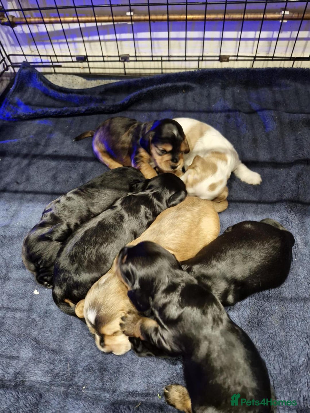 Cocker Spaniel dogs for sale: Working type Cockerspaniel pups kc registered dad  - Image 11