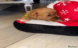 Cavapoo dogs for sale: 🐾 Tiny F1 Cavapoo Puppies – 3 Girls & 1 Boy! 🐾 - Image 7