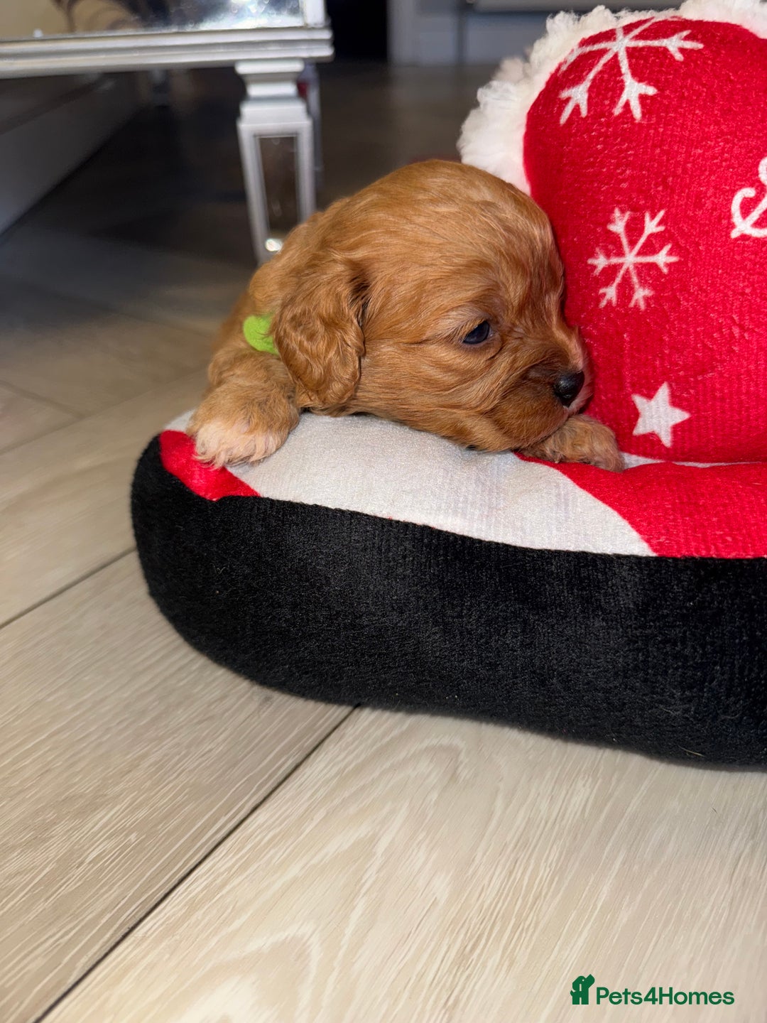 Cavapoo dogs for sale: 🐾 Tiny F1 Cavapoo Puppies – 3 Girls & 1 Boy! 🐾 - Image 7