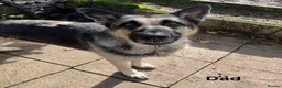 German Shepherd dogs for sale: Beautiful German Shepherd Cross Puppies - Advert 18