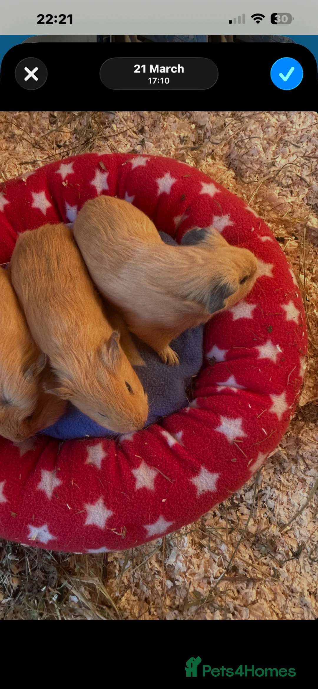 Guinea Pig rodents for sale: Female guineapigs  - Advert 1