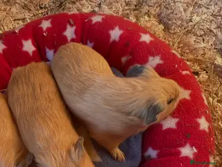 Guinea Pig rodents Female guineapigs - Advert 7