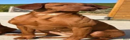 Hungarian Vizsla dogs for sale: Hungarian Vizsla expected litter June 2026 in Richmond - Advert 3
