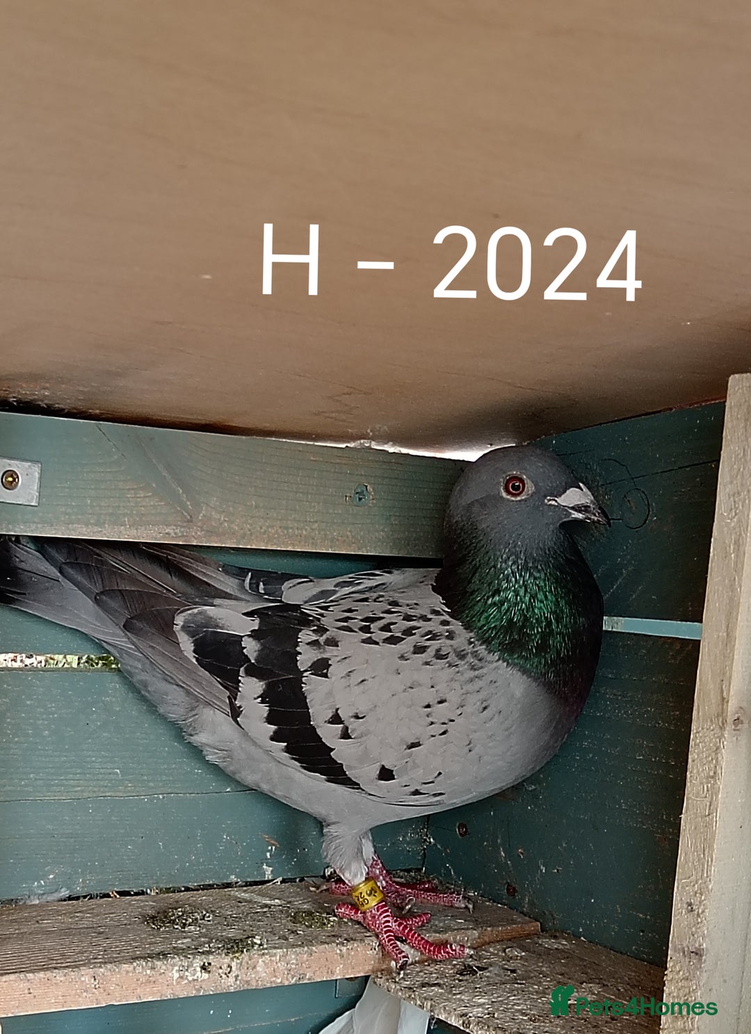 Pigeons birds for sale: Top Racers - Image 8