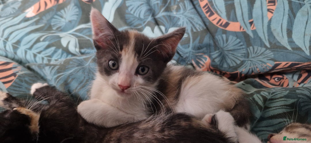 Mixed Breed cats for sale: Maine coon X Sphynx - Advert 18