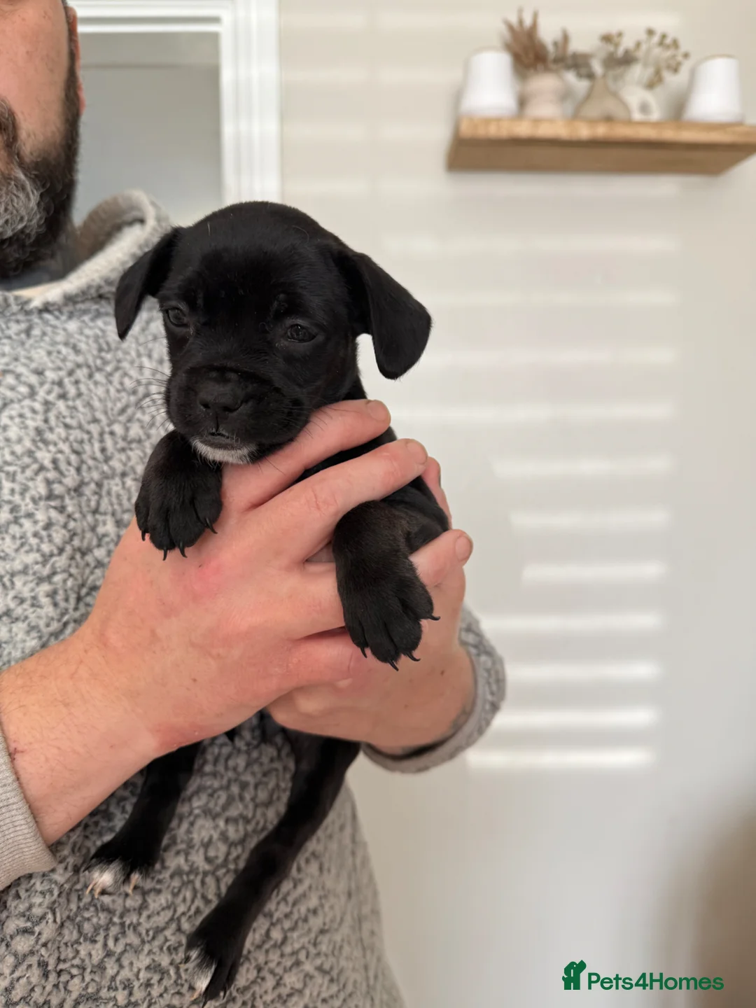 Mixed Breed dogs for sale: Frenchie cross with cockapoo 🤦🏼‍♀️ in Willenhall - Advert 2