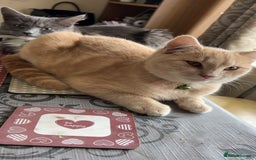 British Longhair cats for sale: X2 7 month old male kittens - Advert 5