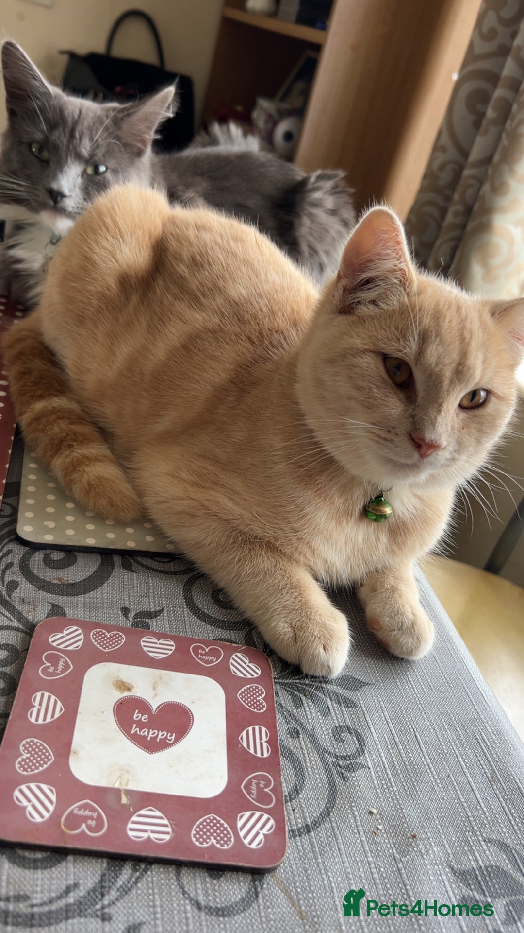 British Longhair cats for sale: X2 7 month old male kittens - Advert 5