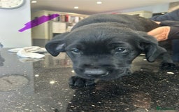 Goldador dogs for sale: One beautiful girl left from a litter of 10  - Image 5