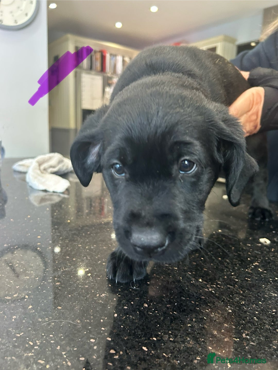Goldador dogs for sale: One beautiful girl left from a litter of 10  - Image 5