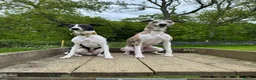 Whippet dogs for stud: KC registered stud, big, based in Hampshire - Advert 9