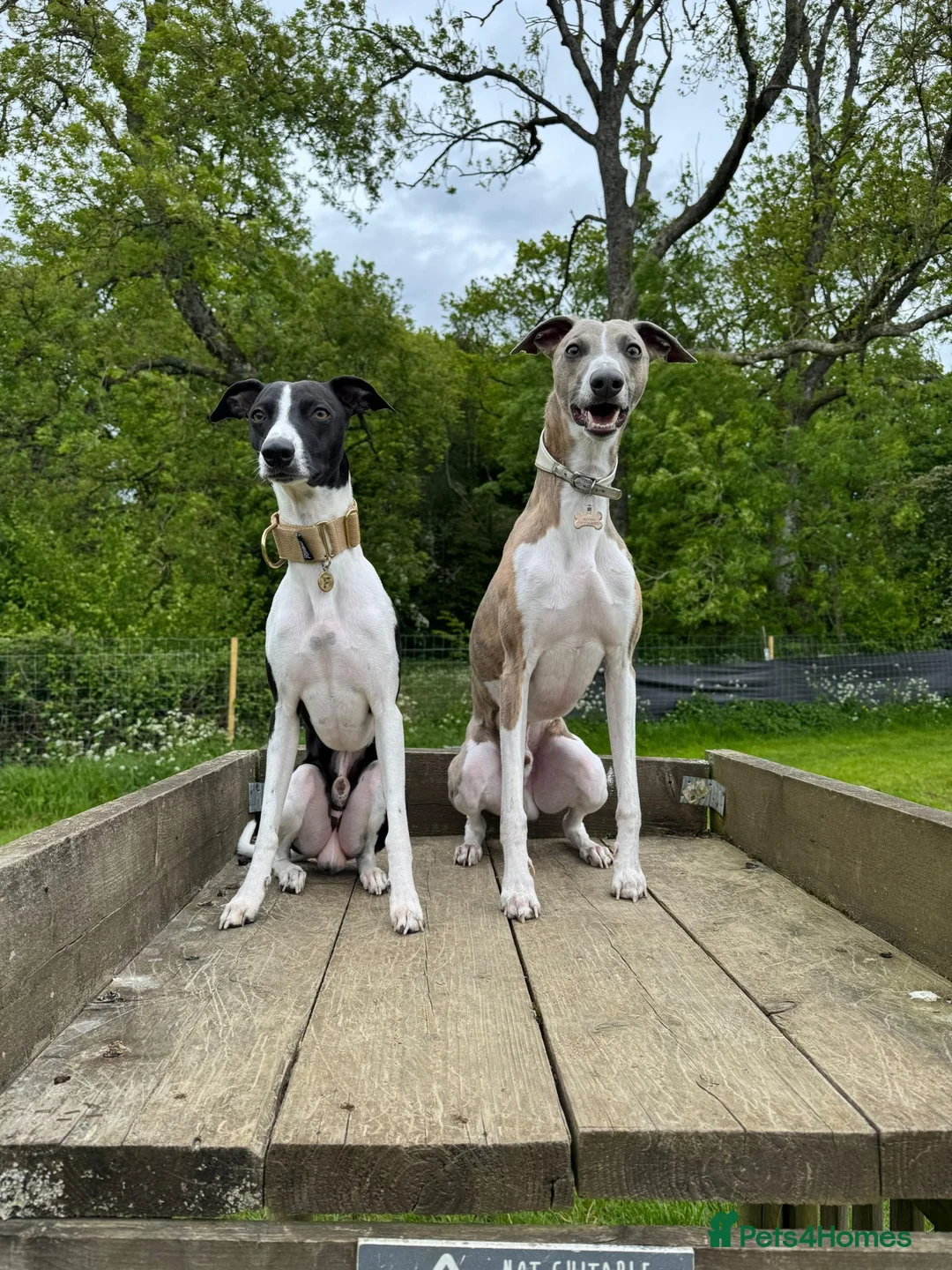 Whippet dogs for stud: KC registered stud, big, based in Hampshire - Advert 9