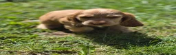 Cocker Spaniel dogs for sale: Show Kc Spaniel boys ready for there forever home - Advert 19