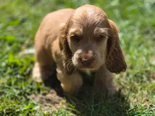 Cocker Spaniel dogs !!KC Registered Beautiful show Cocker Spaniels!!! - Advert 7