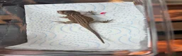 Bearded Dragon reptiles for sale: Red monster 👹 x hypo zero bearded dragons - Advert 4