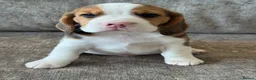 Beagle dogs for sale: 🐶 BEAUTIFUL KC REGISTERED CHUNKY BEAGLE PUPPIES🐶 - Advert 12
