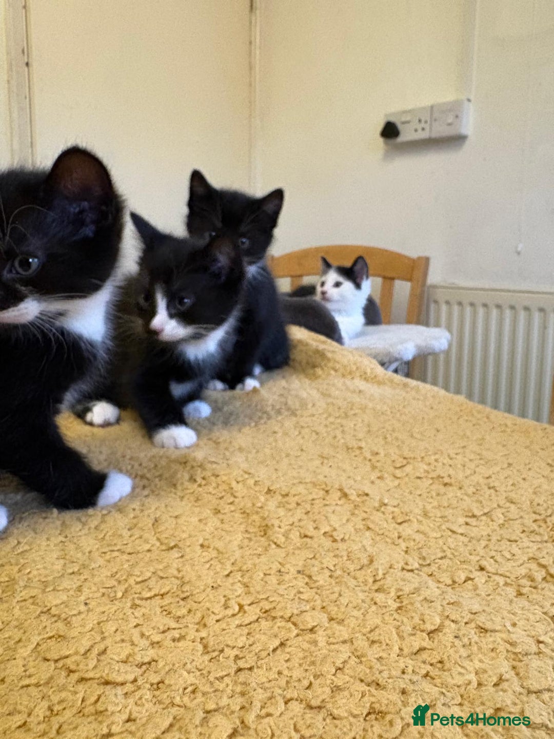 Mixed Breed cats for sale: Beautiful Kittens Looking for Homes - Advert 1