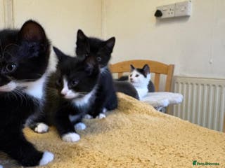 Mixed Breed cats Beautiful Kittens Looking for Homes - Advert 13