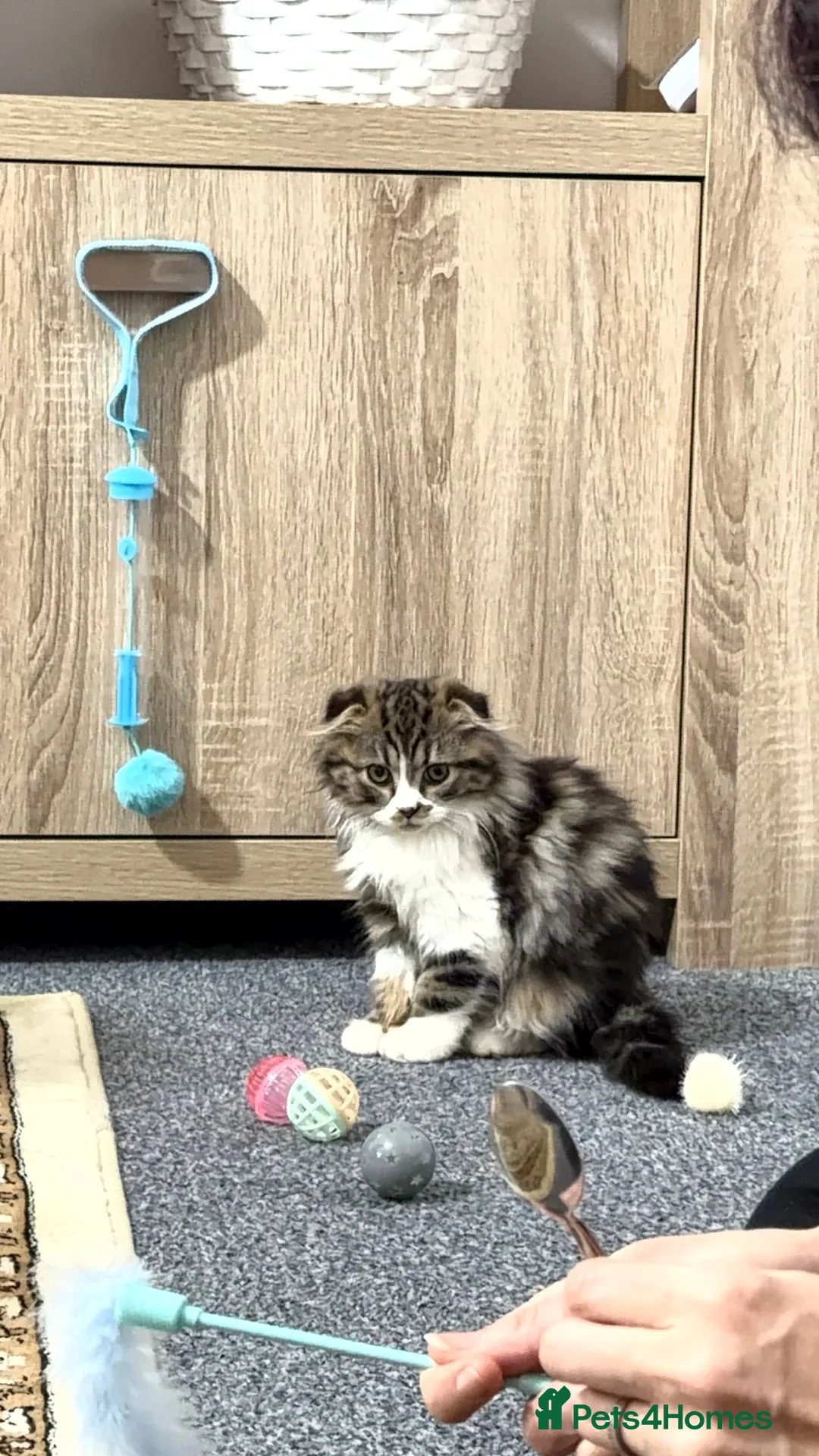 Mixed Breed cats for sale: Scottishfold longhair Maine coon kitte in Leeds - Advert 3