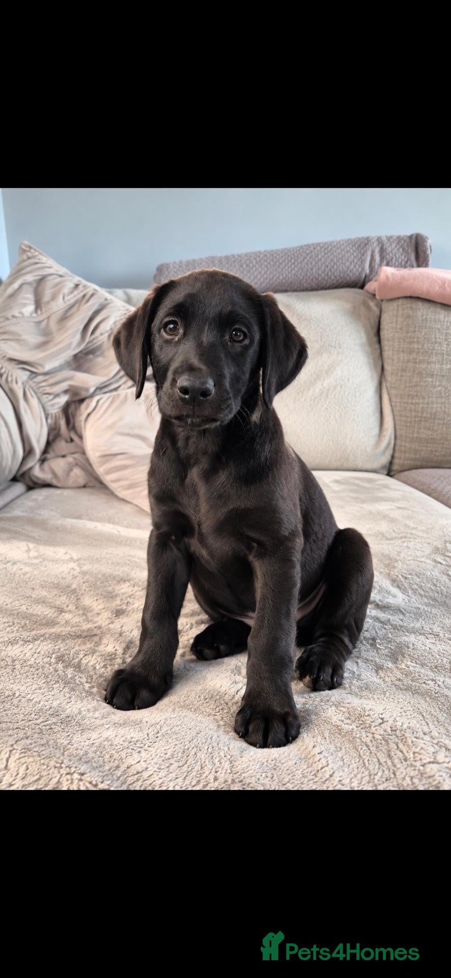 Labrador Retriever dogs Last 2 KC Registered Black Labradors – Ready Now - Advert 1