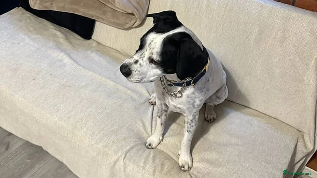 Mixed Breed dogs for sale: 2yo SpringerX, Lockheed - Advert 2