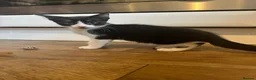 Domestic Shorthair cats for adoption: Bonded pair rescue kittens 10 weeks ready to go in Hook - Advert 6