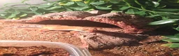 Gecko reptiles for sale: Gecko and full vivarium setup in Wigan - Advert 4