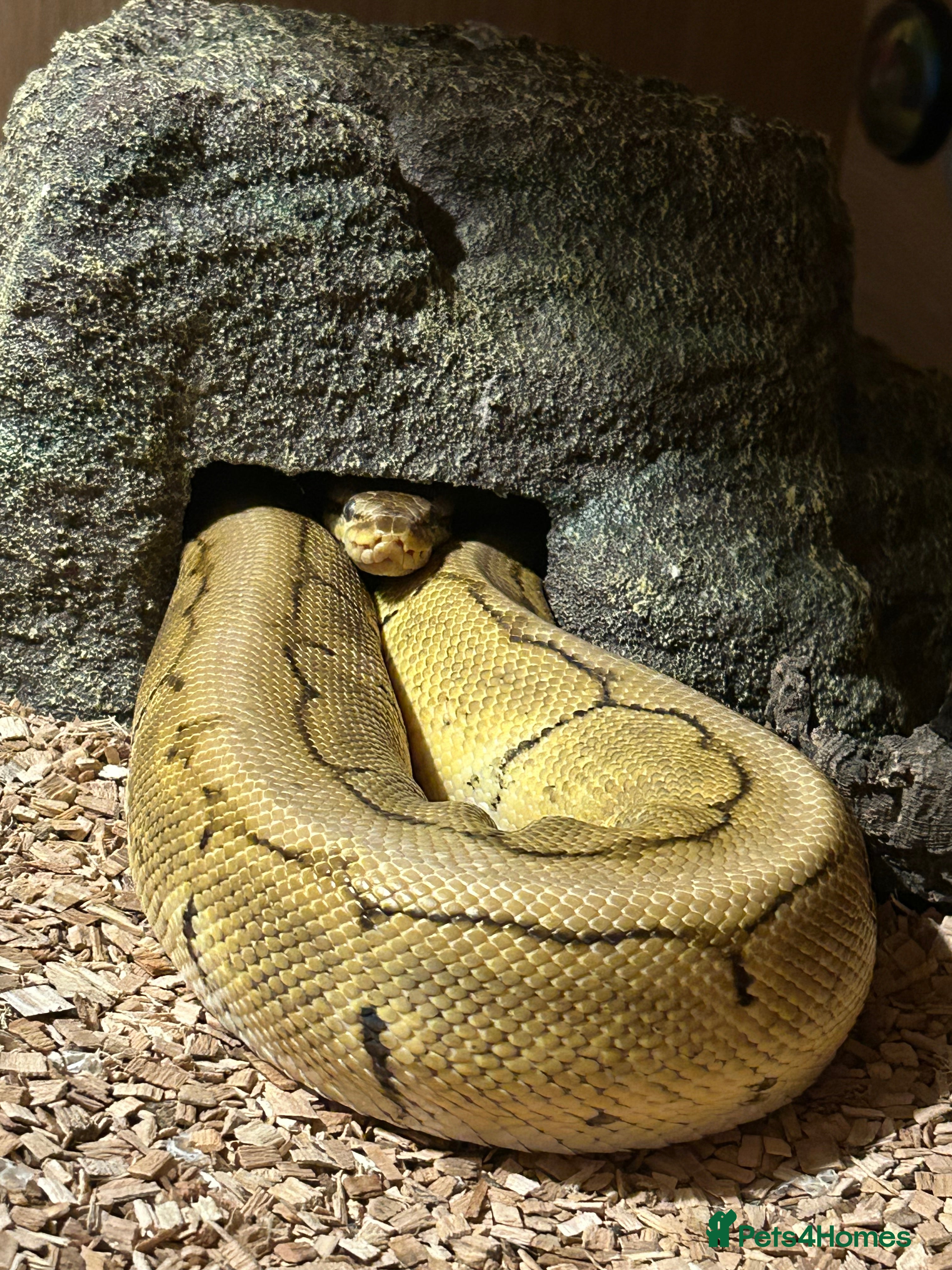 Python Snake reptiles Male Lemon Blast Ball Python For Sale - Advert 1