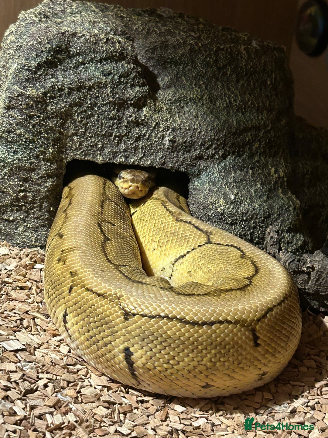 Python Snake reptiles for sale: Male Lemon Blast Ball Python For Sale - Advert 1
