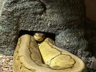 Python Snake reptiles Male Lemon Blast Ball Python For Sale - Advert 1