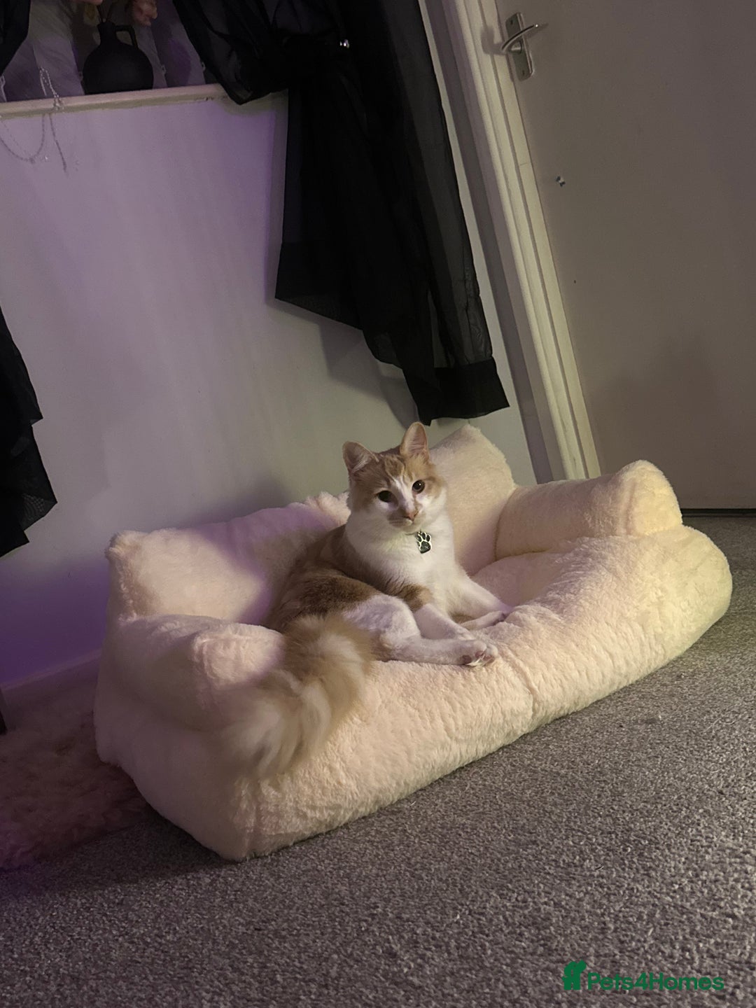 Mixed Breed cats for sale: Beautiful and affectionate 1 year old male - Advert 29