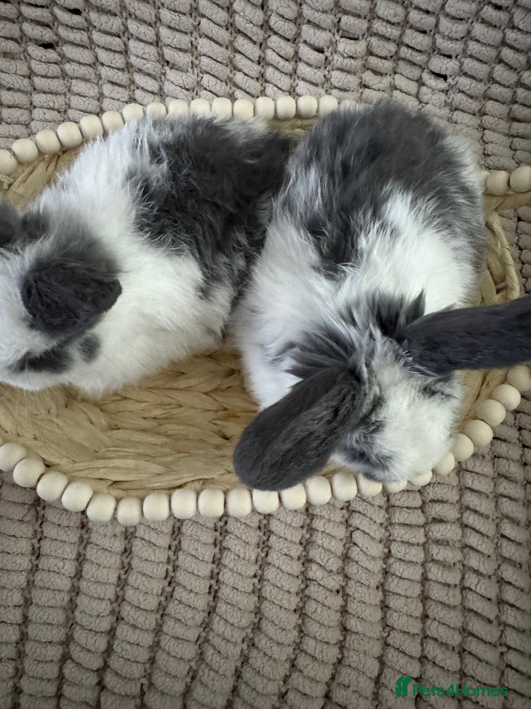 Mini Lop rabbits for sale: ✨ Beautiful Lop x Angora Baby Bunnies  ✨  - Advert 6