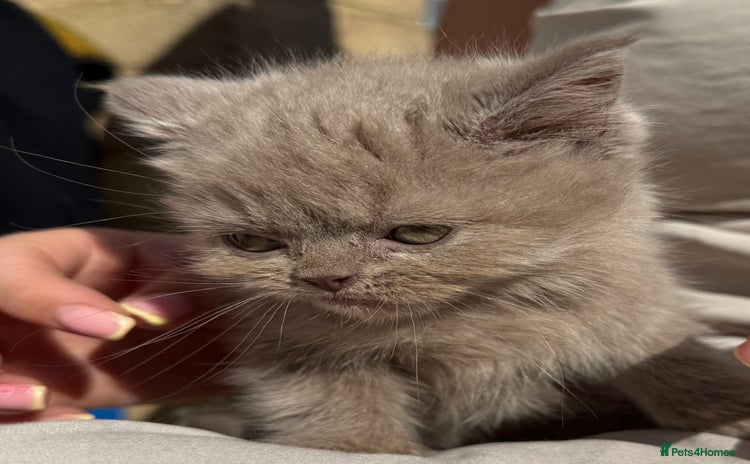 British Shorthair cats - Advert 14