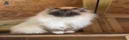 Ragdoll cats for stud: Handsome GCCF Ragdoll for Stud  in Diss - Advert 2