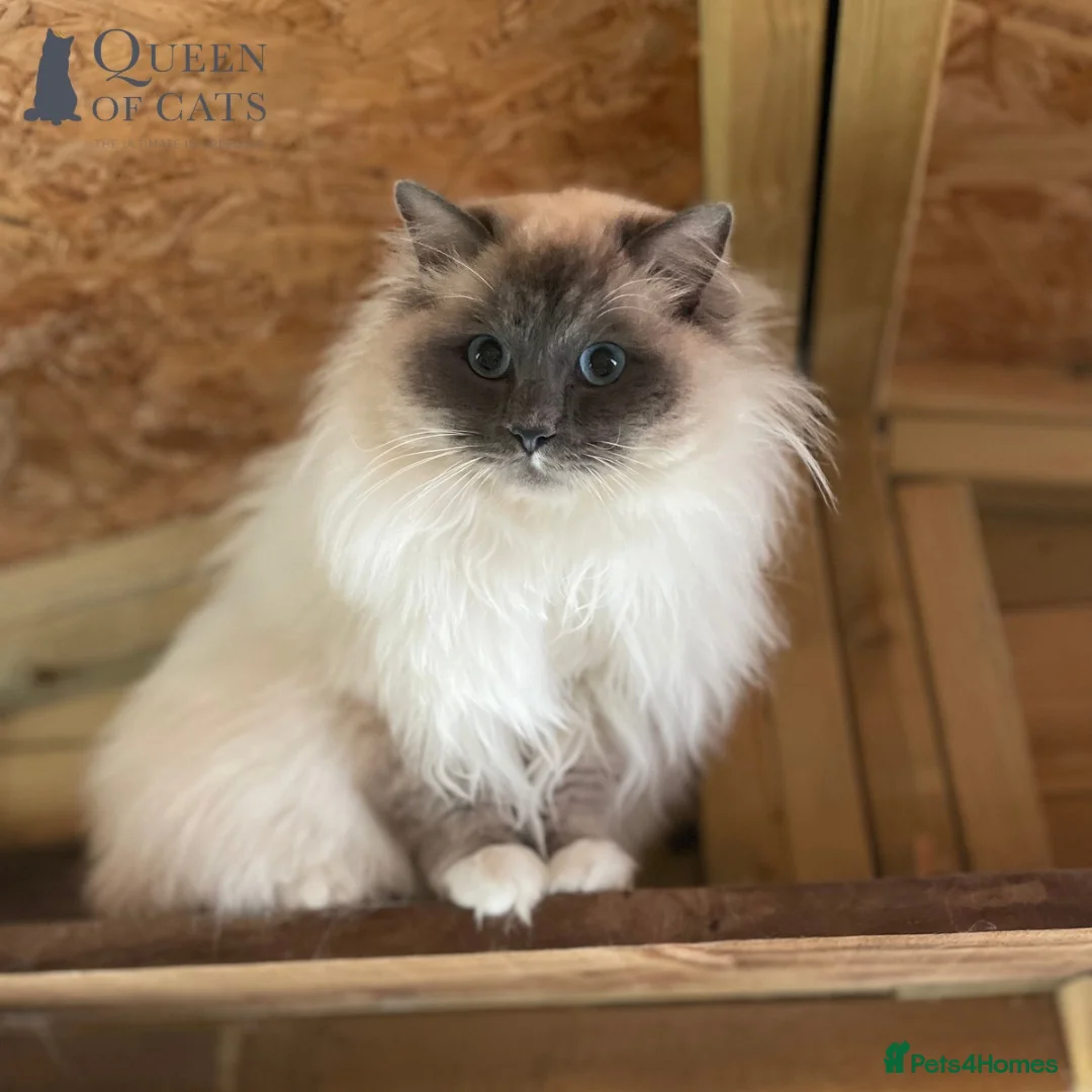 Ragdoll cats for stud: Handsome GCCF Ragdoll for Stud  in Diss - Advert 2