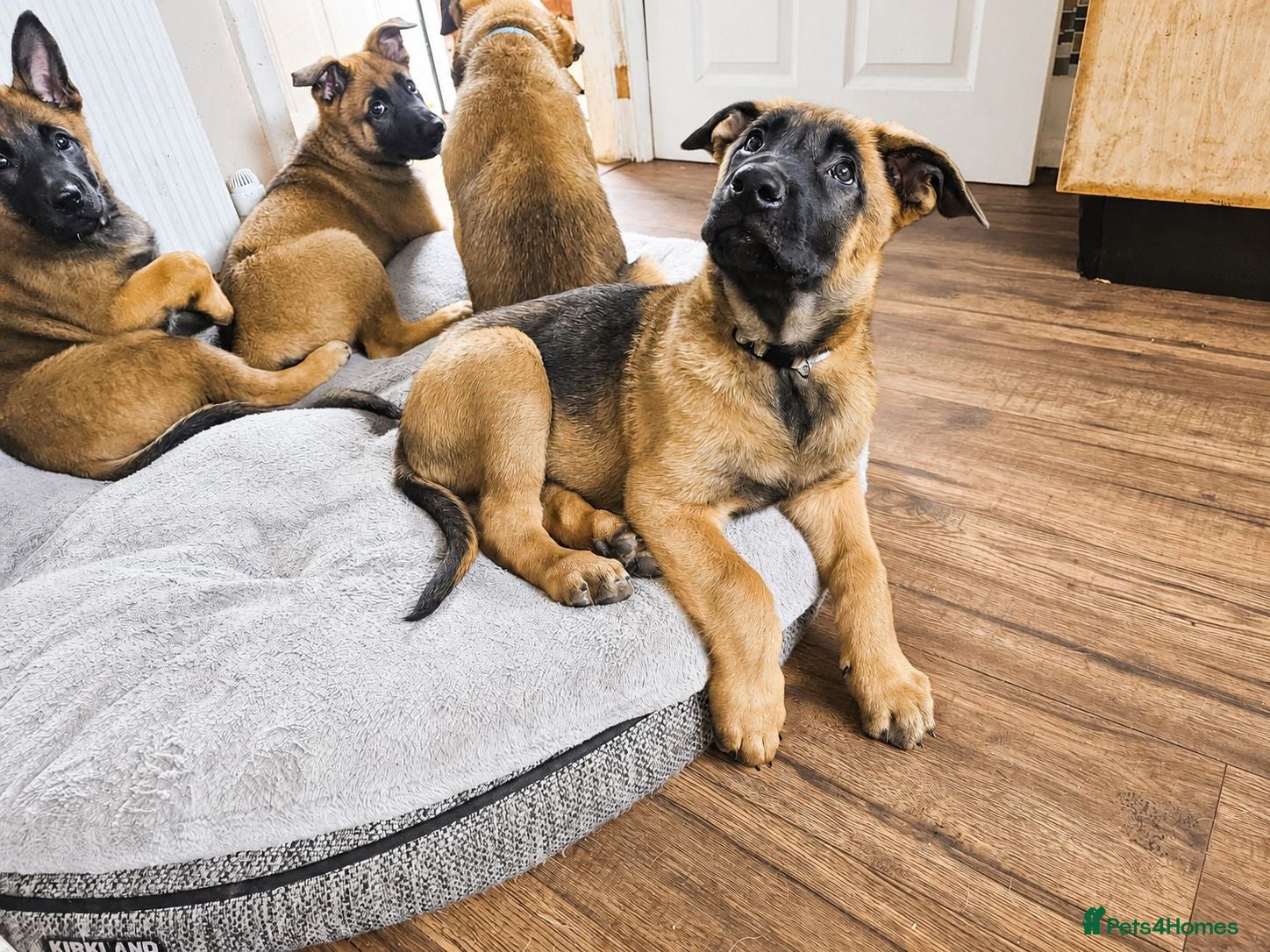 Belgian Shepherd Dog dogs 🐾 Belgian Malinois Puppies – Working Line 🐾 - Advert 1