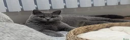 British Shorthair cats for sale: 🧸Teddy Bear Lilac/Blue British Shorthair Kittens✨ - Advert 15