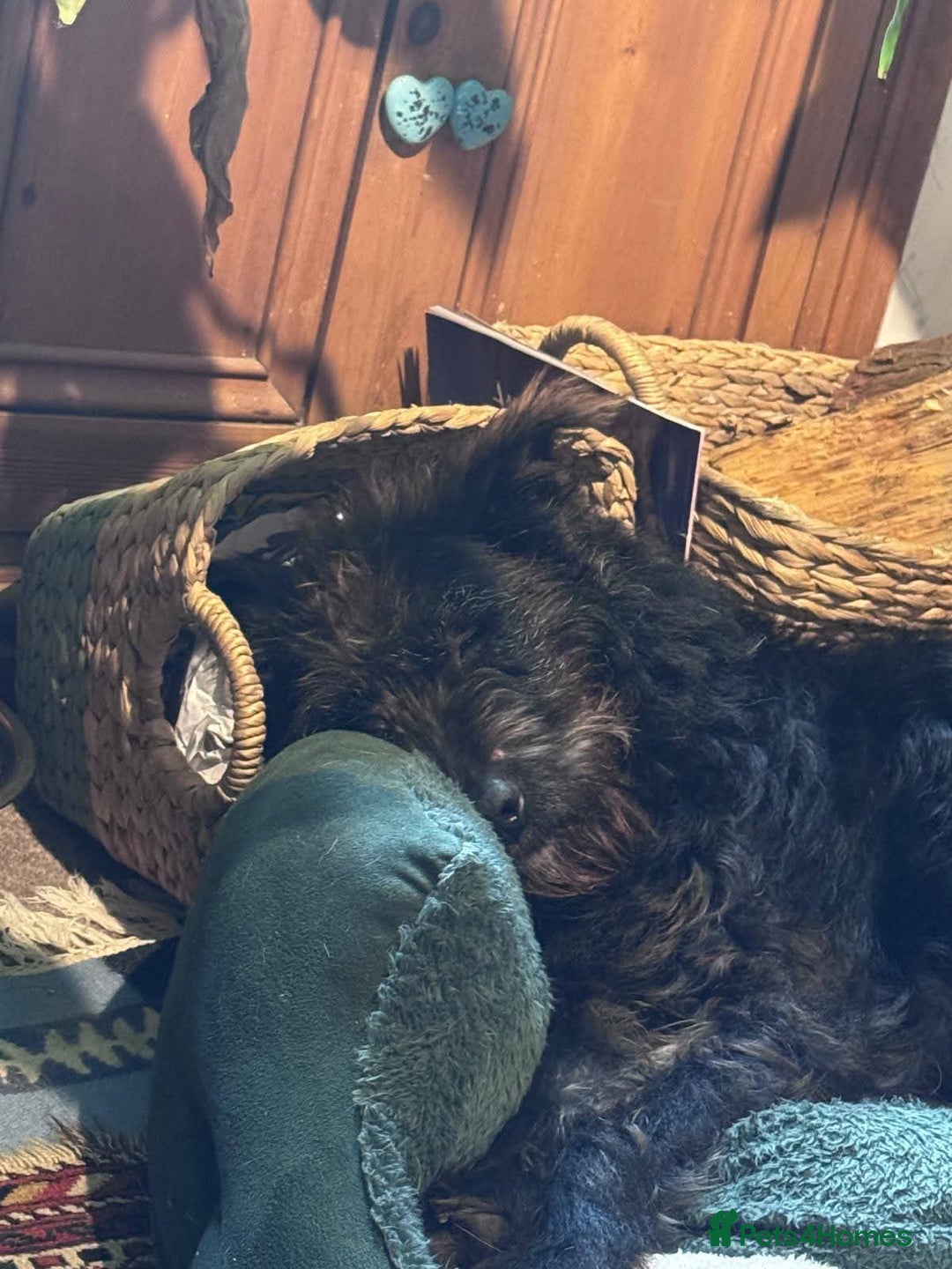 Mixed Breed dogs for adoption: Meet Alfie, currently residing in Cumbria - Advert 9