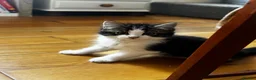 Mixed Breed cats for sale: Beautiful Baby Kittens  - Advert 9