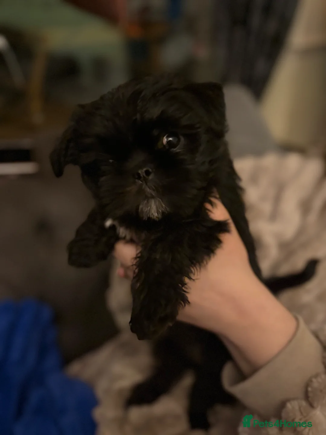 Mixed Breed dogs for sale: Shih Tzu Brussel Griffin Cross - Advert 2