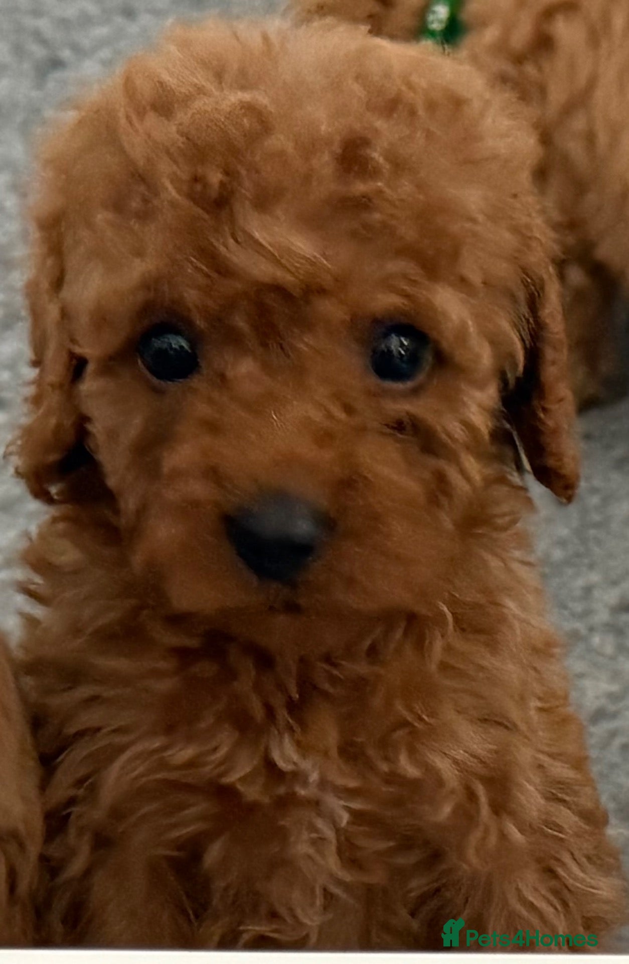 Cavapoo dogs ❤️ Beautiful F1B Cavapoo Puppies ❤️🐶 - Advert 5