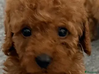 Cavapoo dogs ❤️ Beautiful F1B Cavapoo Puppies ❤️🐶 - Advert 5