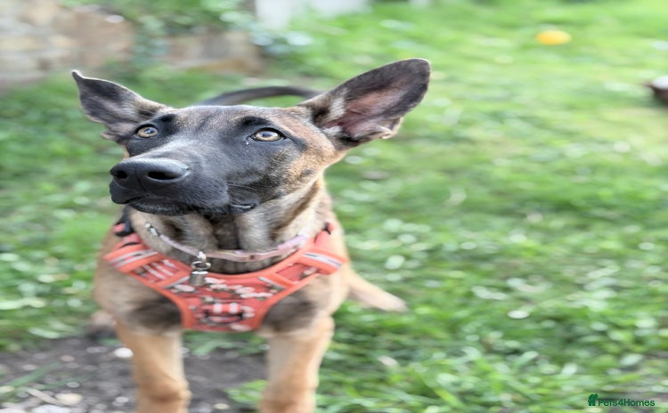 Belgian Shepherd Dog dogs - Advert 1
