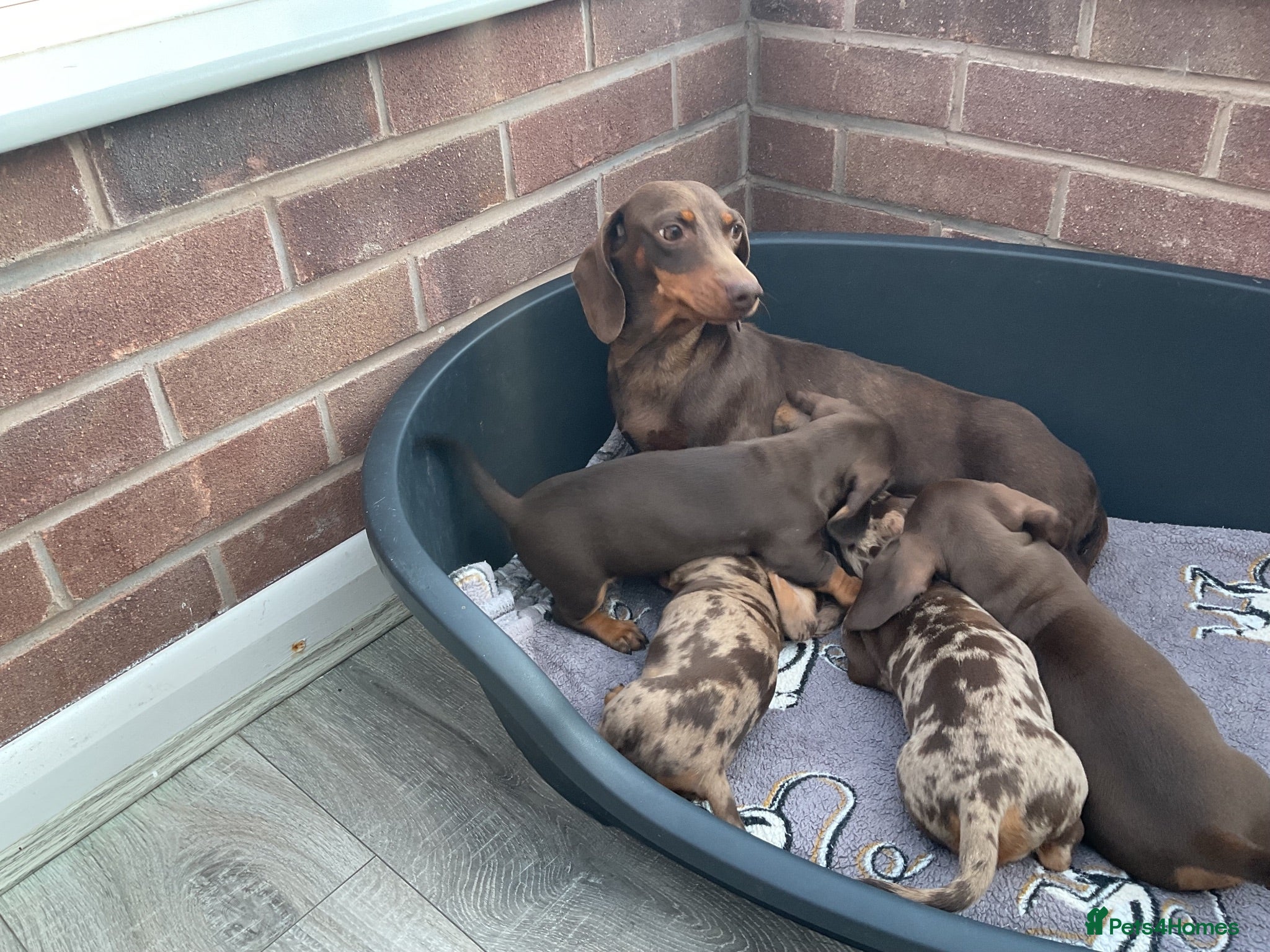 Dachshund dogs Miniature Dachshund puppies for sale  - Advert 1