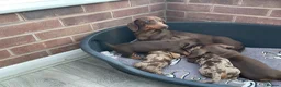 Dachshund dogs for sale: Miniature Dachshund puppies for sale  - Advert 1