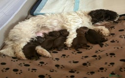 Shih Tzu dogs for sale: Chocolate imperial shih tzu karashishi line  - Advert 3