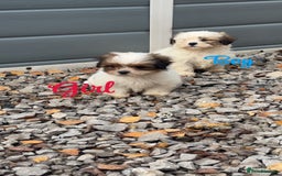 Malshi dogs for sale: Shitzu cross Maltese puppy for sale  - Image 4