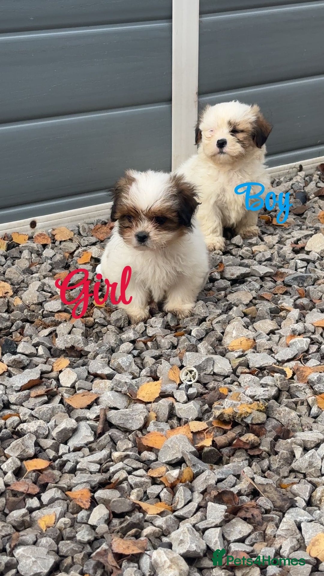 Malshi dogs for sale: Shitzu cross Maltese puppy for sale  - Image 4