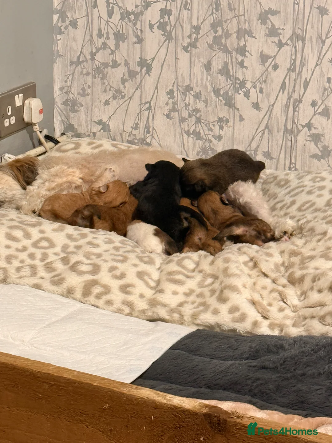 Mixed Breed dogs for sale: Pomeranian cross puppies  in Swindon - Advert 17